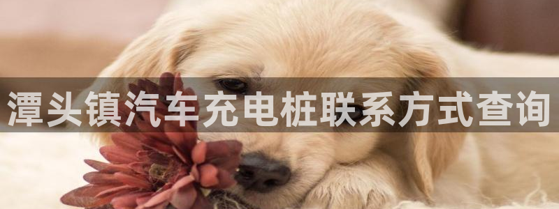 威廉和澳门区别解析：潭头镇汽车充电桩联系方式查询